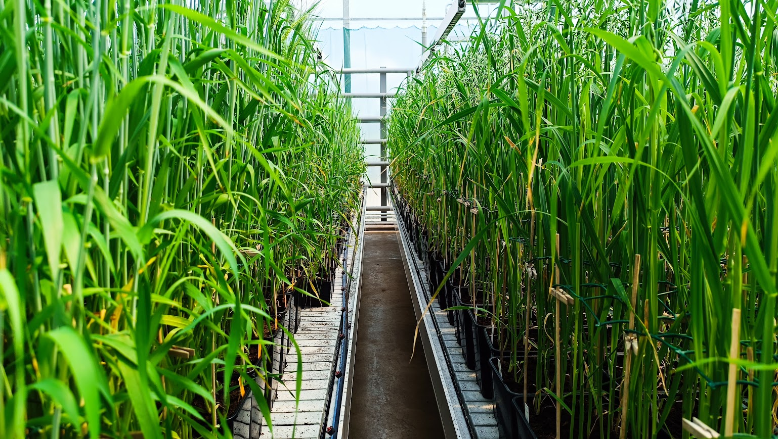 3f green model unikali aprites bioekonomikas risinajumi un zinatniski pamatota petnieciba agroresursu un ekonomikas instituta stende